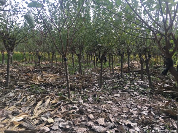 紅梅樹紅梅花圖片基地實拍