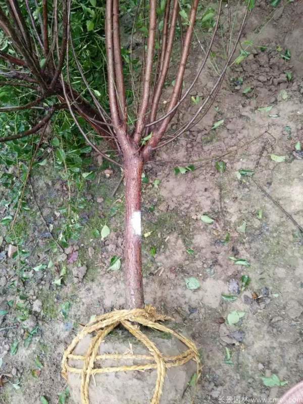 紅梅樹紅梅花圖片基地實拍 紅梅樹紅梅花圖片基地實拍