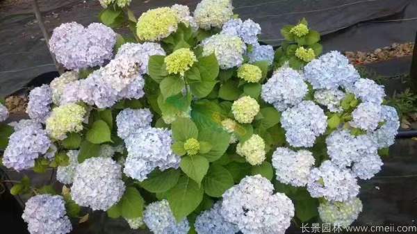 八仙花圖片基地實拍 八仙花圖片基地實拍