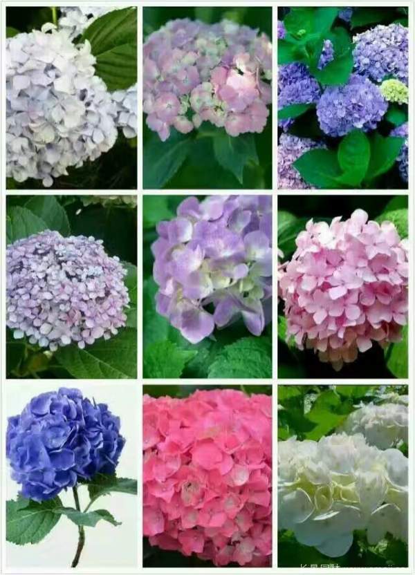 八仙花圖片基地實拍 八仙花圖片基地實拍