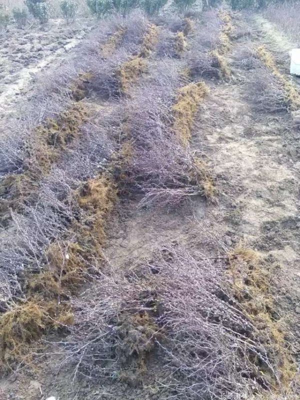 紅葉小檗圖片基地實拍 紅葉小檗圖片基地實拍