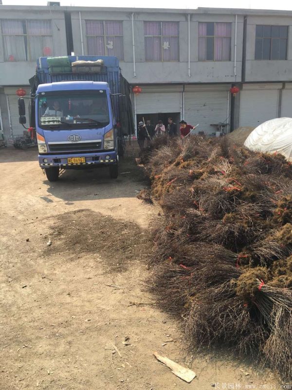 紅葉小檗圖片基地實拍 紅葉小檗圖片基地實拍