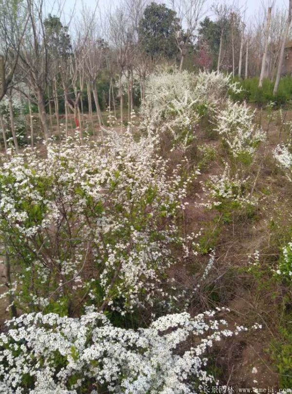 珍珠梅圖片基地實拍 珍珠梅圖片基地實拍