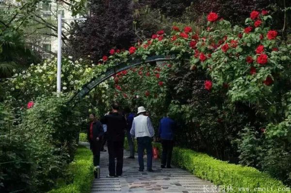 藤本月季圖片基地實拍 藤本月季圖片基地實拍