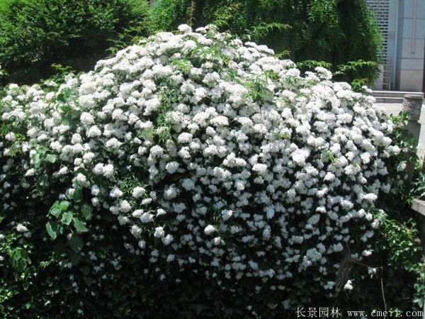 藤本薔薇圖片基地實拍