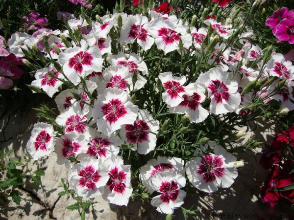 常夏石竹圖片基地實(shí)拍