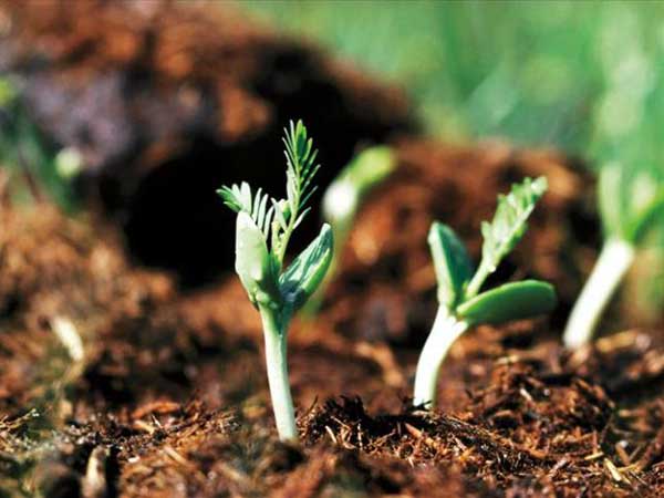 合歡種子發芽率圖片 合歡種子發芽率圖片