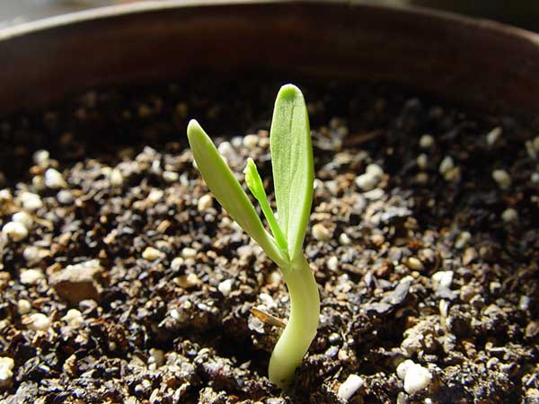 合歡種子發芽率圖片 合歡種子發芽率圖片