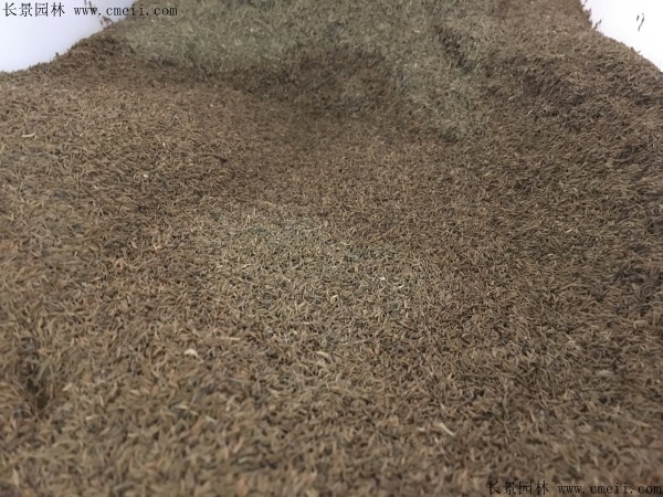 婆婆丁種子圖片 婆婆丁種子圖片