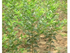 咨詢櫻花樹苗價格，先來比較大的櫻花種植區考