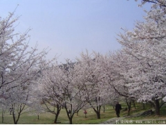 櫻花樹苗8_10公分價格近日來有所上漲，入手要快