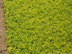 30-40公分高度的金葉女貞苗多少錢(qián)一株？