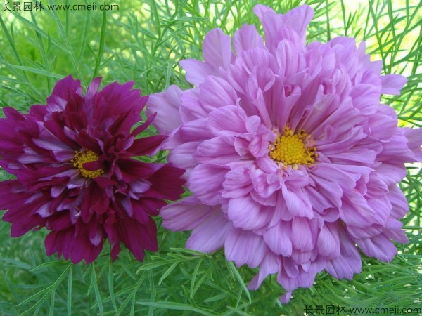 波斯菊種子發芽出苗開花圖片 波斯菊種子發芽出苗開花圖片