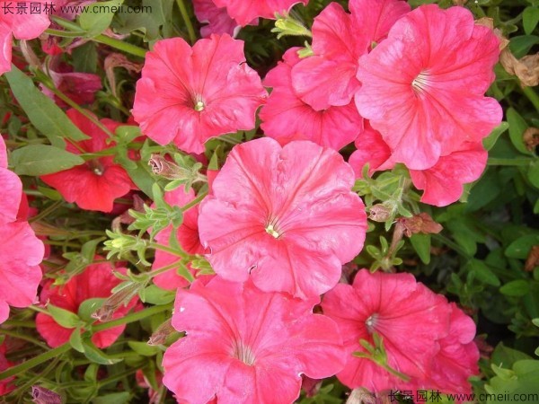 牽?；ǚN子發芽出苗開花圖片