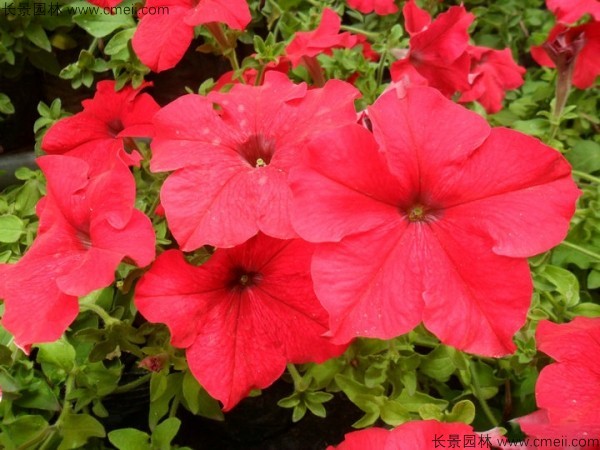 牽?；ǚN子發芽出苗開花圖片