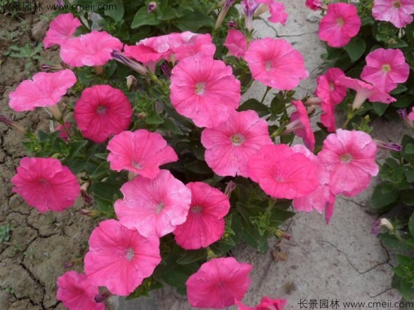 牽?；ǚN子發芽出苗開花圖片