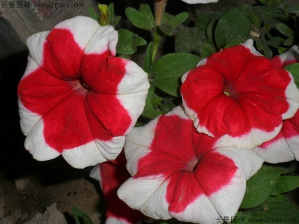 牽?；ǚN子發芽出苗開花圖片