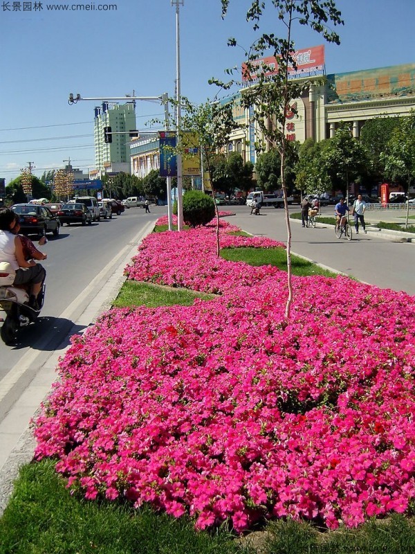 牽?；ǚN子發芽出苗開花圖片