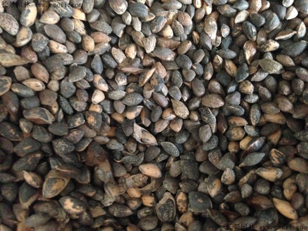 美國松種子圖片 美國松種子圖片