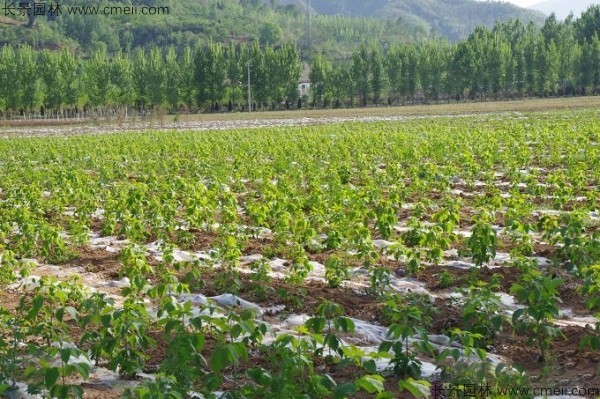 復葉槭種子發(fā)芽出苗圖片