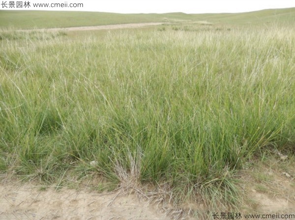 芨芨草種子發芽出苗圖片