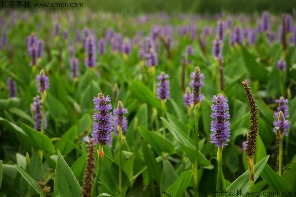 梭魚草種子發(fā)芽出苗開花圖片