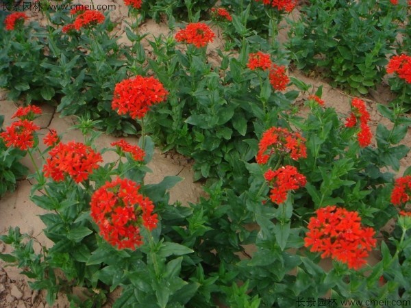 剪秋羅種子發芽出苗開花圖片 剪秋羅種子發芽出苗開花圖片