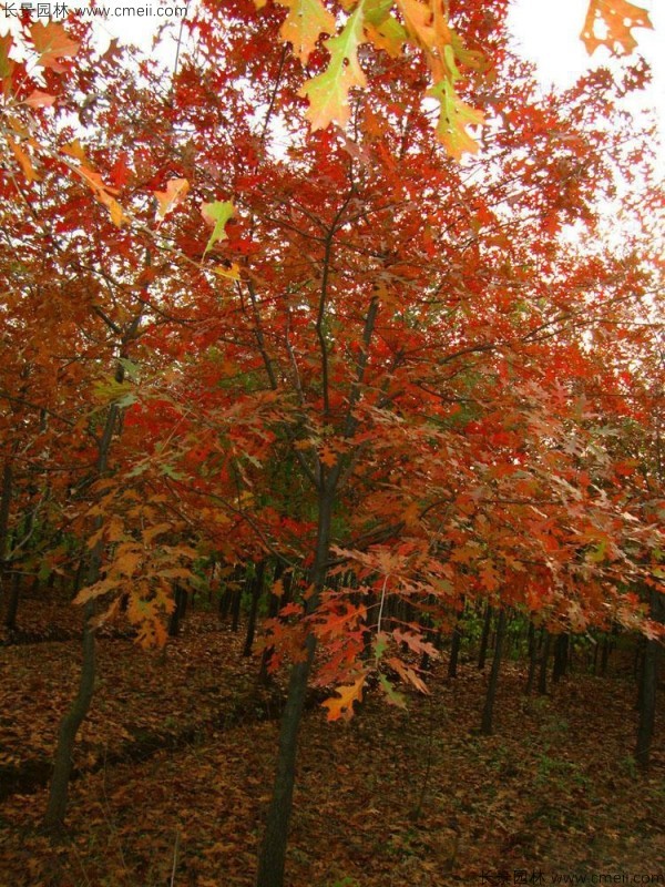 櫟樹(shù)種子發(fā)芽出苗圖片