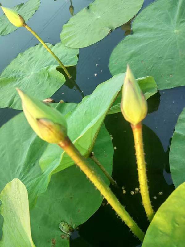 荷花種植基地實拍優質品種類