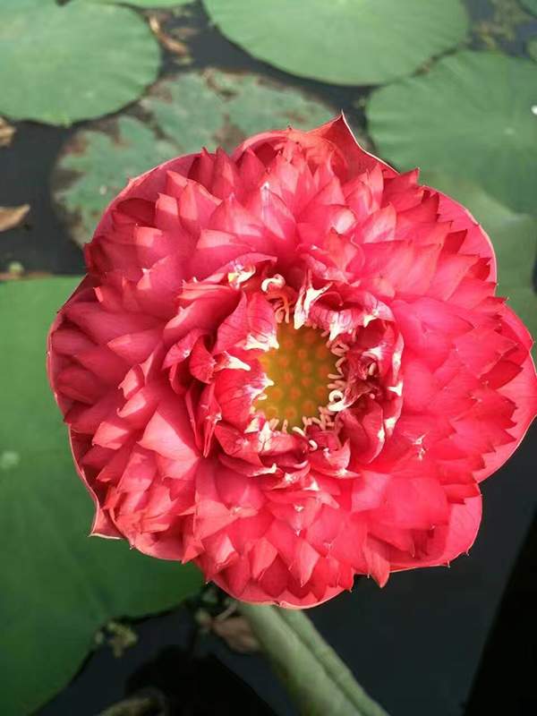 荷花種植基地實拍優質品種類