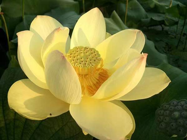 荷花種植基地實拍優質品種類