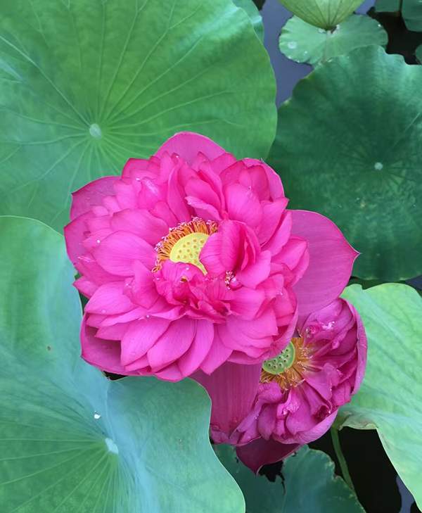 荷花種植基地實拍優質品種類