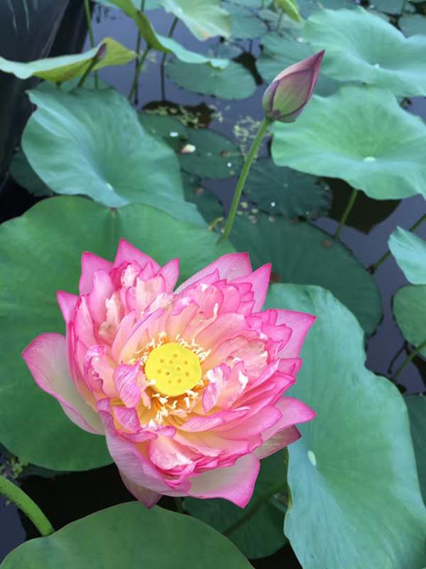 荷花種植基地實拍優質品種類