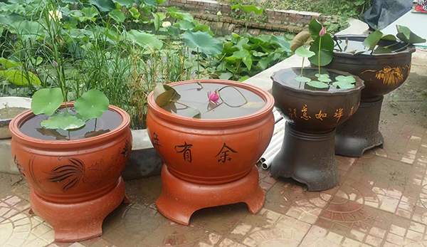 荷花種植基地實拍優質品種類盆栽