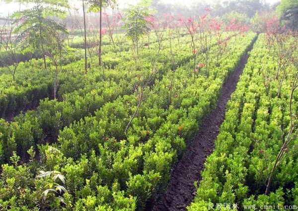 小葉黃楊苗 小葉黃楊苗