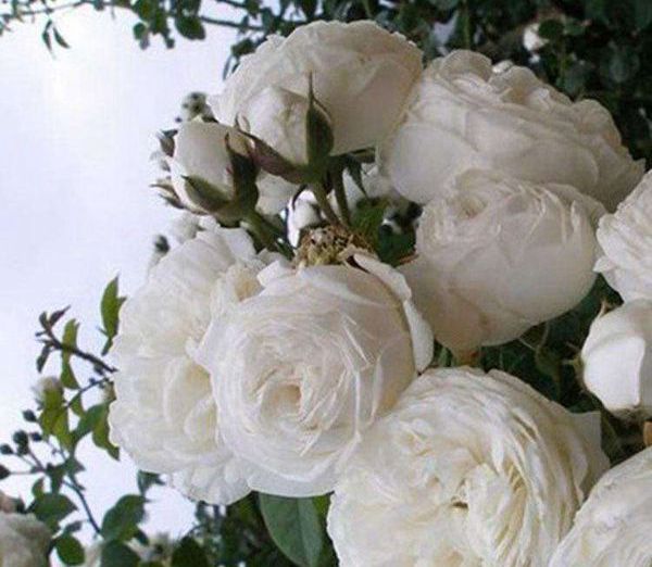 白色歐月品種 白色歐月品種