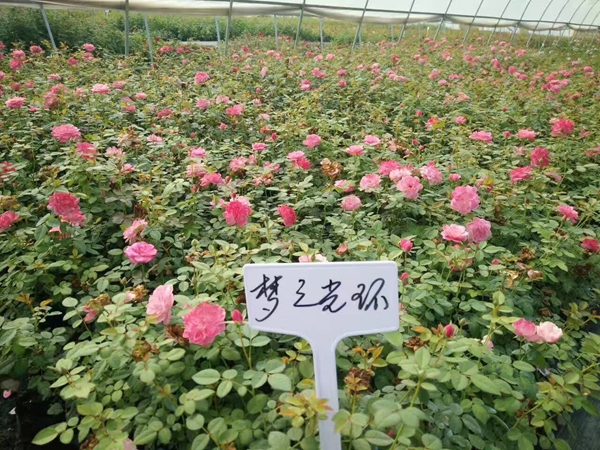 夢之光環(huán) 夢之光環(huán)