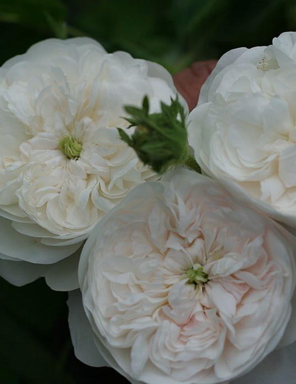 哈迪夫人 哈迪夫人