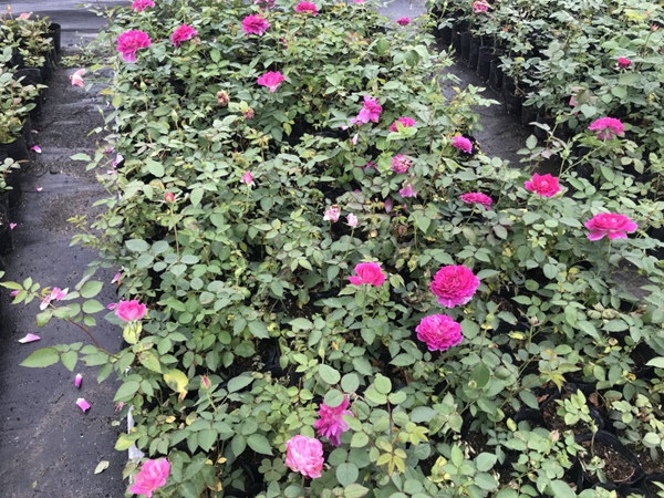 沭陽歐月基地照片