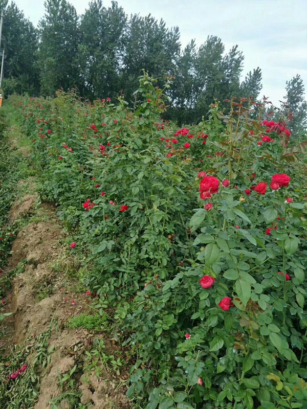 長景園林紅色達芬奇照片