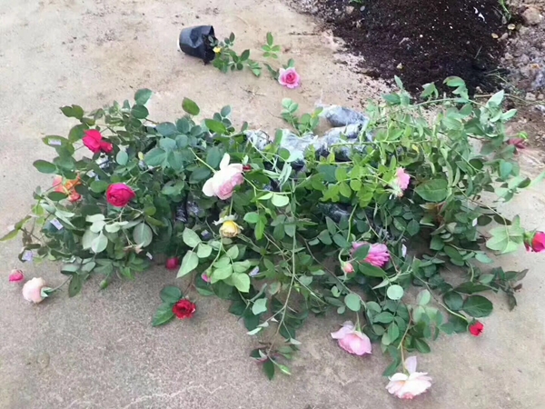 長(zhǎng)景園林歐月基地