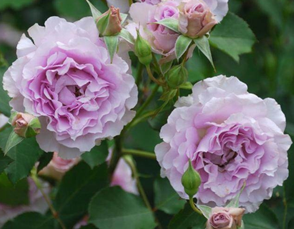 長(zhǎng)景園林歐月基地