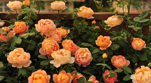 長(zhǎng)景園林歐月基地