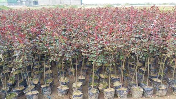 長(zhǎng)景園林歐月基地