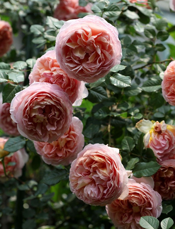 長(zhǎng)景園林歐月基地 