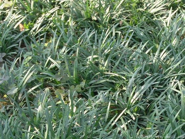 日本矮麥冬 日本矮麥冬