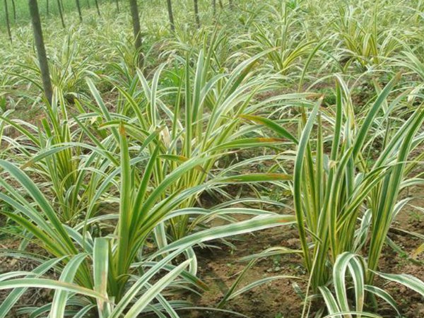 金邊麥冬 金邊麥冬