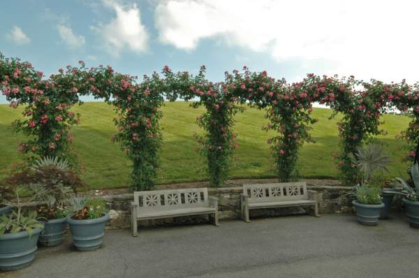 花園草坪庭院家庭別墅私家園林綠化草坪草 花園草坪庭院家庭別墅私家園林綠化草坪草