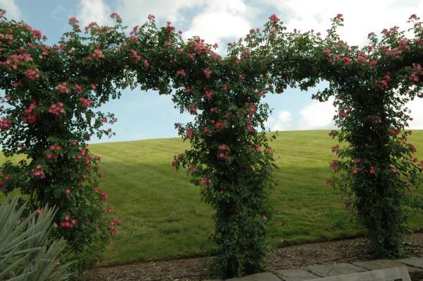 花園草坪庭院家庭別墅私家園林綠化草坪草 花園草坪庭院家庭別墅私家園林綠化草坪草