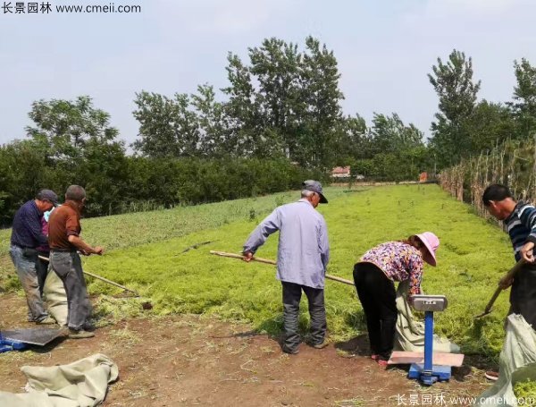 佛甲草起苗挖苗現(xiàn)場實拍圖片 佛甲草起苗挖苗現(xiàn)場實拍圖片